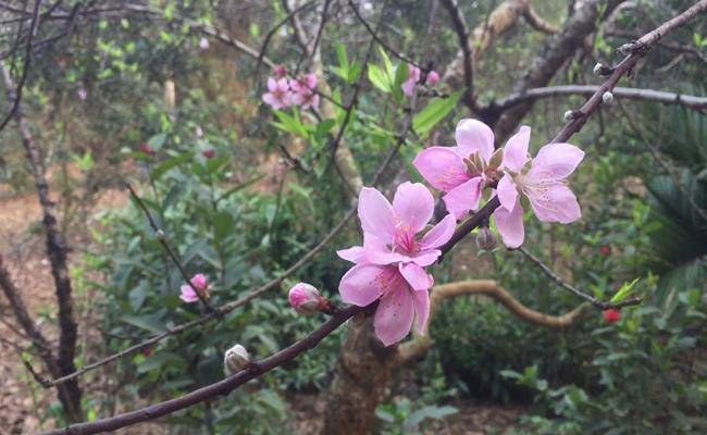 Những loại hoa đào Việt Nam đẹp mê hồn, càng ngắm càng đã mắt