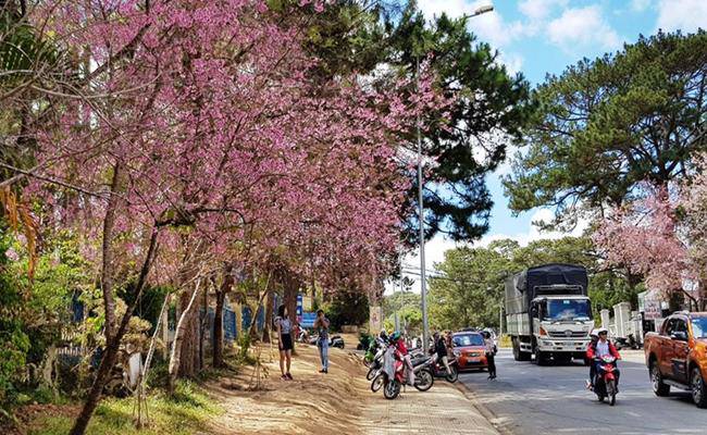 Những loại hoa đào Việt Nam đẹp mê hồn, càng ngắm càng đã mắt - 8