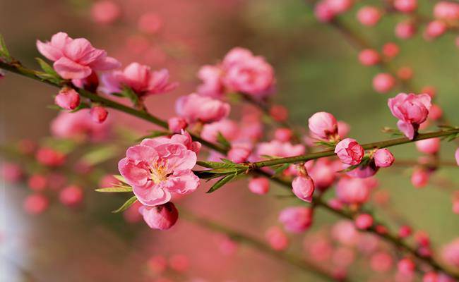 Những loại hoa đào Việt Nam đẹp mê hồn, càng ngắm càng đã mắt - 12