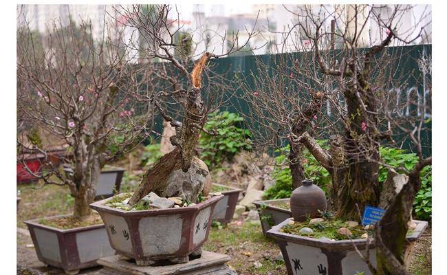 Những loại hoa đào Việt Nam đẹp mê hồn, càng ngắm càng đã mắt - 19