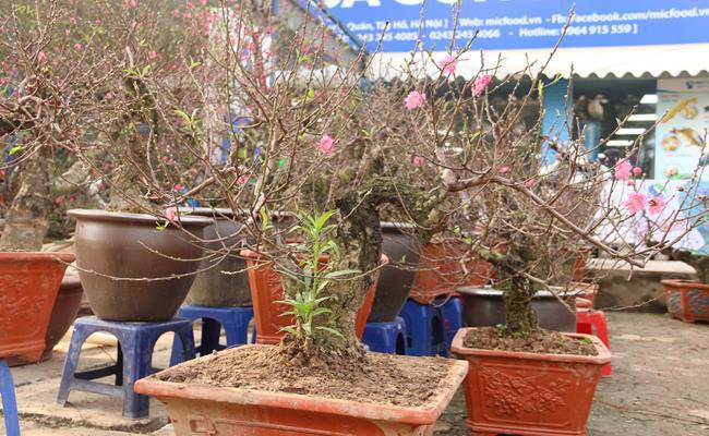 Những loại hoa đào Việt Nam đẹp mê hồn, càng ngắm càng đã mắt - 28