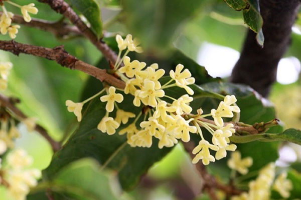 Cây Mộc Hương - Ý nghĩa, cách trồng và chăm sóc cho cây ra hoa đẹp - 1