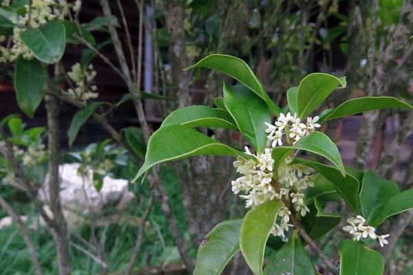 Cây Mộc Hương - Ý nghĩa, cách trồng và chăm sóc cho cây ra hoa đẹp - 3