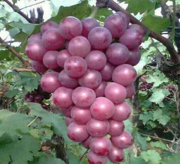 Mua nho, đừng dại chọn 3 quả này, người bán không bao giờ ăn - 1