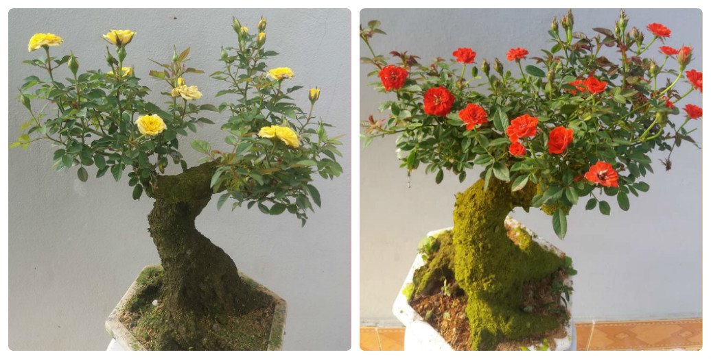 Biết “bị lừa”, khách hàng vẫn chi hàng triệu đồng để mua cây này về chơi Tết - 1