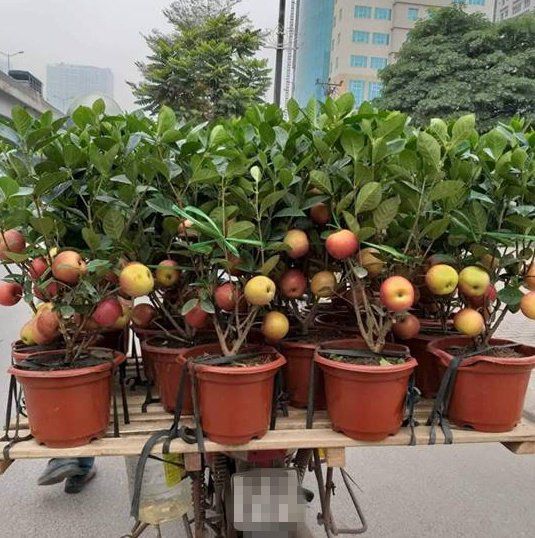 Biết “bị lừa”, khách hàng vẫn chi hàng triệu đồng để mua cây này về chơi Tết - 3