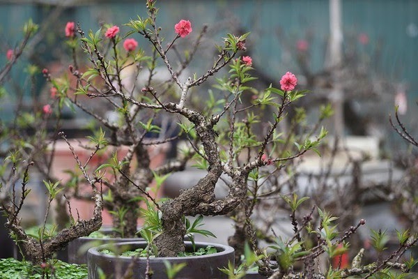 Hoa Đào ngày Tết: Sự tích, ý nghĩa và cách chăm sóc cho hoa nở đẹp - 4