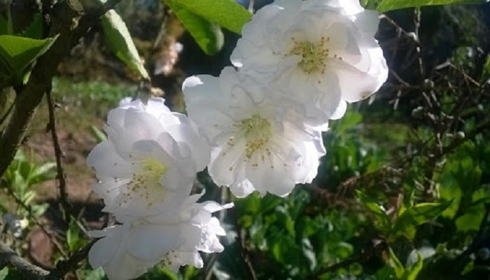 Hoa Đào ngày Tết: Sự tích, ý nghĩa và cách chăm sóc cho hoa nở đẹp - 6