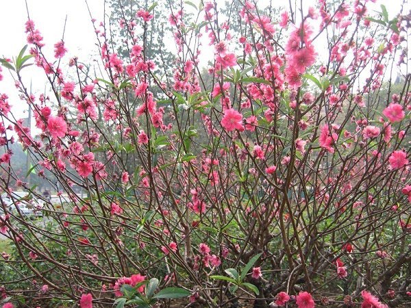 Hoa Đào ngày Tết: Sự tích, ý nghĩa và cách chăm sóc cho hoa nở đẹp - 5
