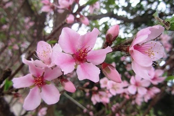 Hoa Đào ngày Tết: Sự tích, ý nghĩa và cách chăm sóc cho hoa nở đẹp