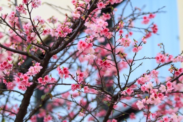 Hoa Đào ngày Tết: Sự tích, ý nghĩa và cách chăm sóc cho hoa nở đẹp - 7