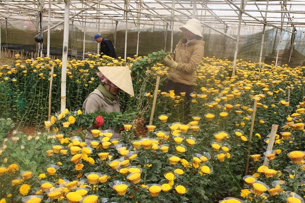 Hoa Cúc - Đặc điểm, ý nghĩa, công dụng và cách trồng giúp hoa nở đẹp - 8