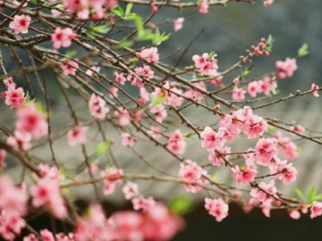 Hoa Đào ngày Tết: Sự tích, ý nghĩa và cách chăm sóc cho hoa nở đẹp