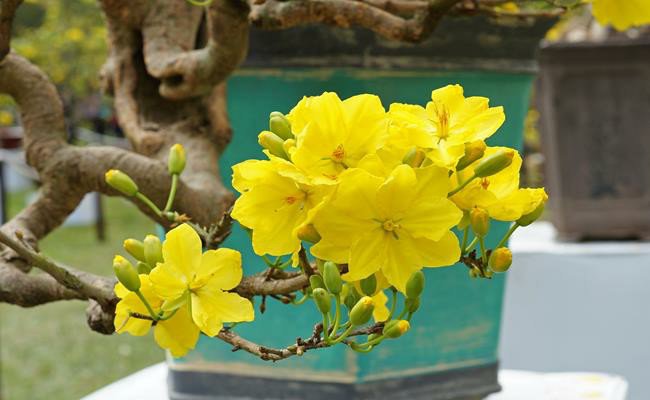 Hoa mai Việt Nam có hơn chục loại, Tết này bạn sẽ chưng loại nào?