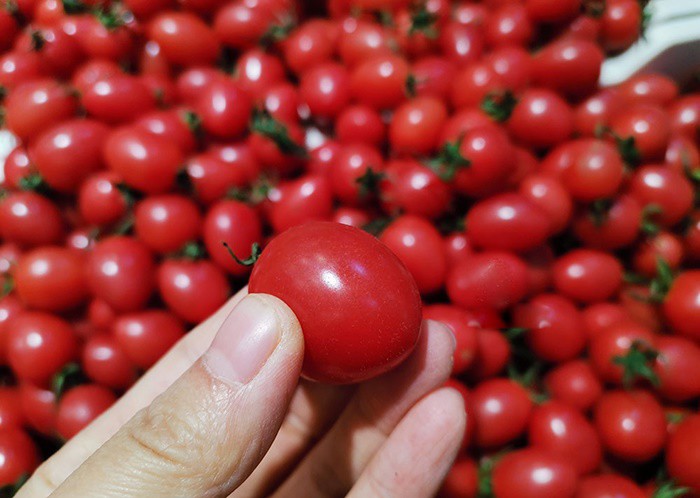 Mua cà chua bi nên chọn ᵭáy tròn hay nhọn, ᵭầu bḗp mách mẹo chọn quả ᵭḕu ngọt và ngon - 5