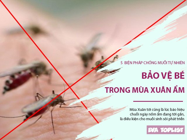 Mùa nồm đã tới, nghiên cứu ngay 5 cách chống muỗi tự nhiên để bảo vệ gia đình