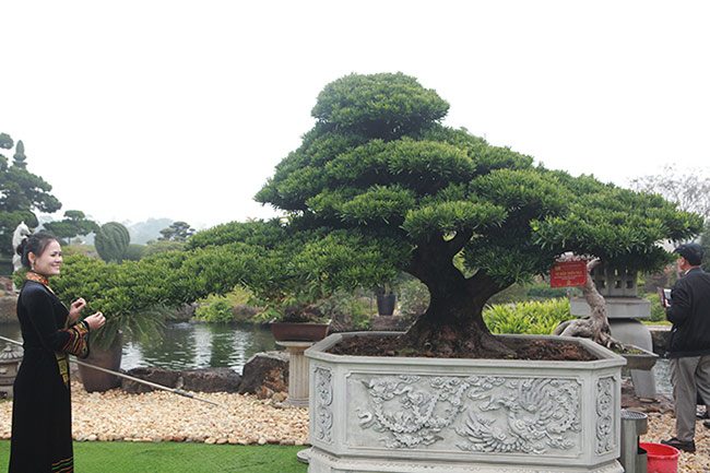 amp;#34;Choángamp;#34; với bộ ba cây quý gần 20 tỷ của đại gia Thái Nguyên - 8