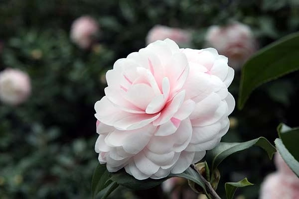 Hoa Trà: Hình ảnh, ý nghĩa, cách trồng và chăm sóc giúp hoa nở đẹp