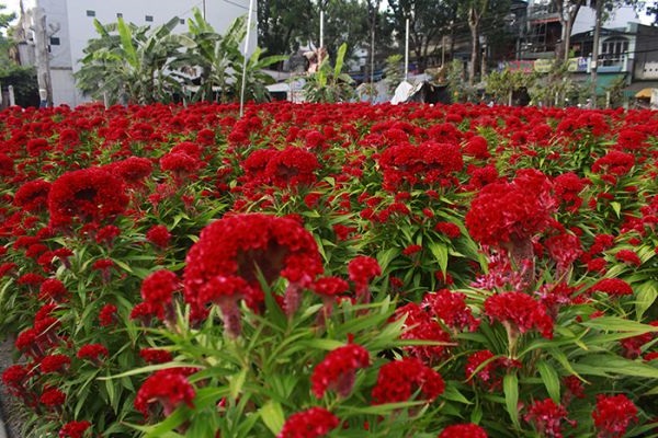 Hoa mào gà - Sự tích, ý nghĩa, tác dụng và cách trồng đúng kỹ thuật - 1