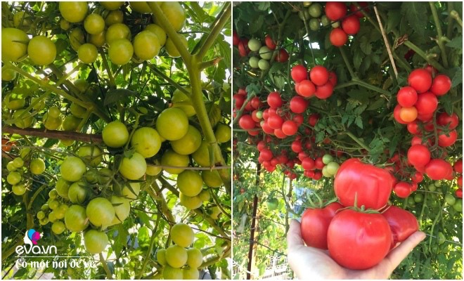 Giữa lòng thủ đô, thanh niên làm vườn ao chuồng, thu về cả tạ cá, cà chua, su hào...đủ loại - 12