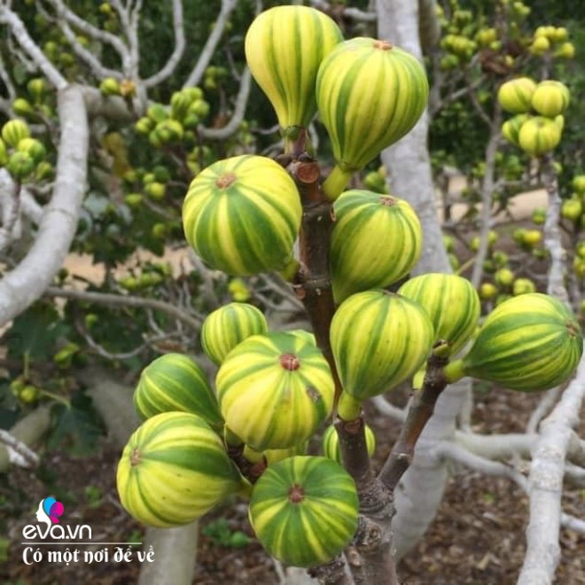 Giữa lòng thủ đô, thanh niên làm vườn ao chuồng, thu về cả tạ cá, cà chua, su hào...đủ loại - 19