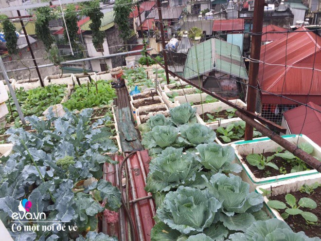 Giữa lòng thủ đô, thanh niên làm vườn ao chuồng, thu về cả tạ cá, cà chua, su hào...đủ loại - 8