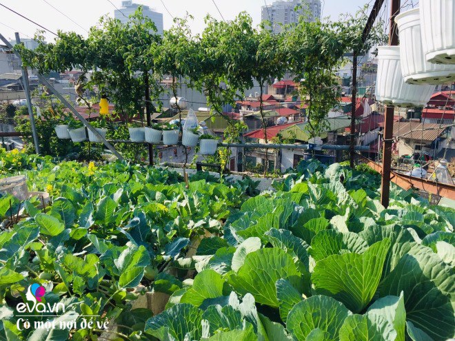 Giữa lòng thủ đô, thanh niên làm vườn ao chuồng, thu về cả tạ cá, cà chua, su hào...đủ loại - 15