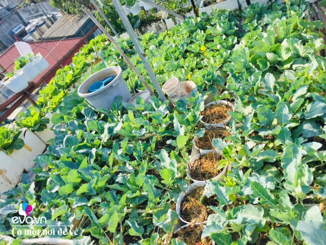 Giữa lòng thủ đô, thanh niên làm vườn ao chuồng, thu về cả tạ cá, cà chua, su hào...đủ loại - 18
