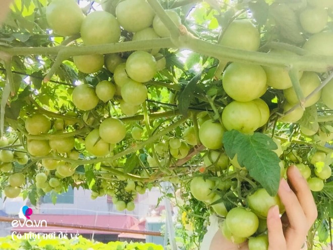 Giữa lòng thủ đô, thanh niên làm vườn ao chuồng, thu về cả tạ cá, cà chua, su hào...đủ loại - 11
