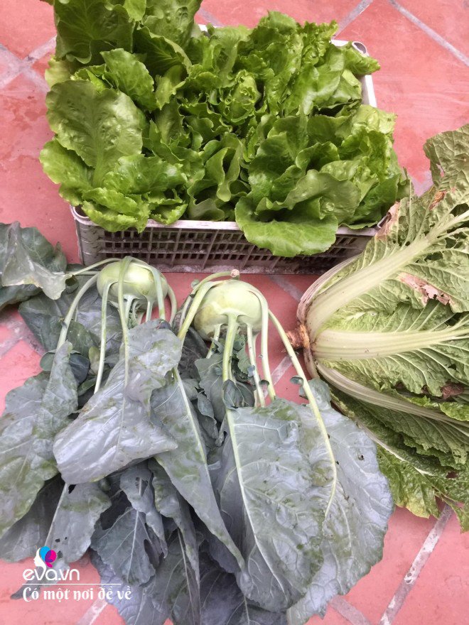 Giữa lòng thủ đô, thanh niên làm vườn ao chuồng, thu về cả tạ cá, cà chua, su hào...đủ loại - 20