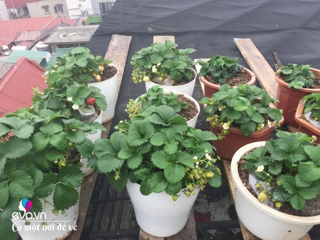 Giữa lòng thủ đô, thanh niên làm vườn ao chuồng, thu về cả tạ cá, cà chua, su hào...đủ loại - 16