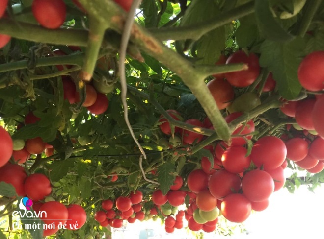 Giữa lòng thủ đô, thanh niên làm vườn ao chuồng, thu về cả tạ cá, cà chua, su hào...đủ loại - 13