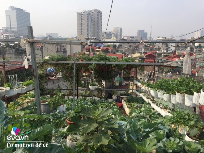 Giữa lòng thủ đô, thanh niên làm vườn ao chuồng, thu về cả tạ cá, cà chua, su hào...đủ loại - 22