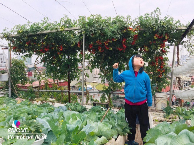 Giữa lòng thủ đô, thanh niên làm vườn ao chuồng, thu về cả tạ cá, cà chua, su hào...đủ loại - 23