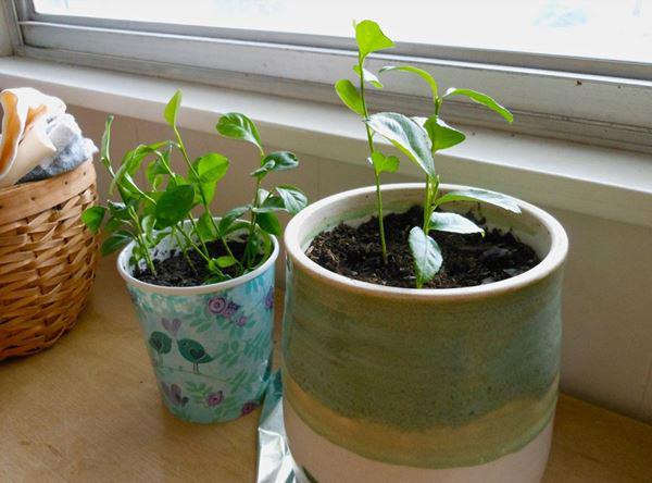 Cách trồng cây chanh từ hạt cực dễ, để bàn xinh xắn, tiện làm gia vị nấu ăn - 5