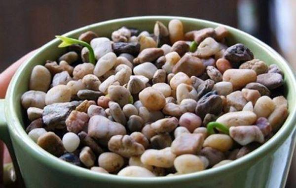 Cách trồng cây chanh từ hạt cực dễ, để bàn xinh xắn, tiện làm gia vị nấu ăn - 4
