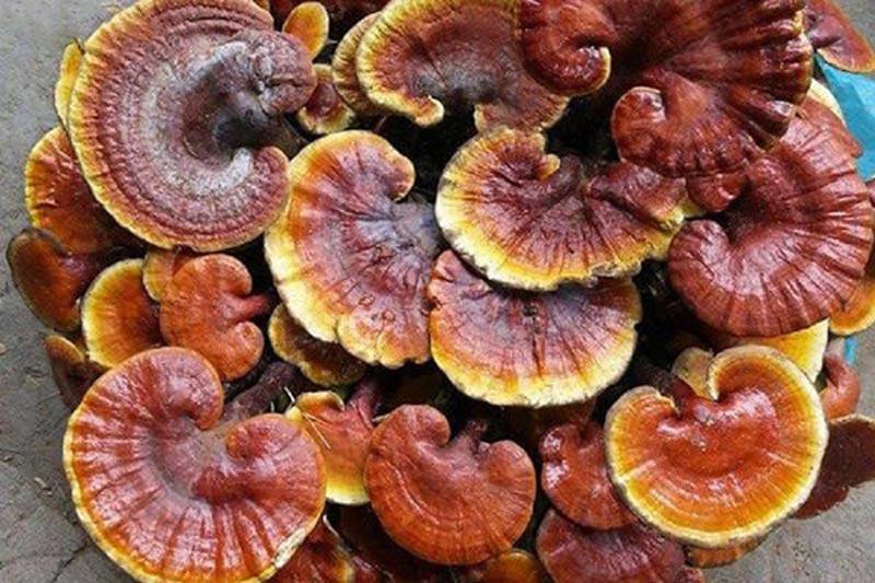 Công dụng nấm lim xanh là gì? Sử dụng nấm lim xanh như thế nào? - 1