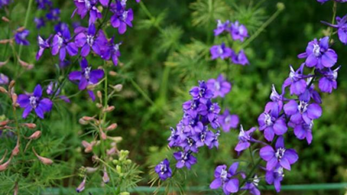 Hoa violet là loại hoa có hình dáng đẹp và màu sắc tuyệt đẹp. Nếu bạn yêu thích hoa, hãy xem hình ảnh về loài hoa đặc biệt này.