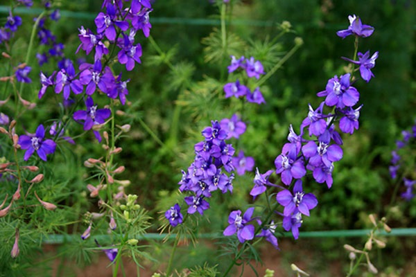 Hoa Violet Hình ảnh cách cắm và ý nghĩa loài hoa màu tím tuyệt đẹp