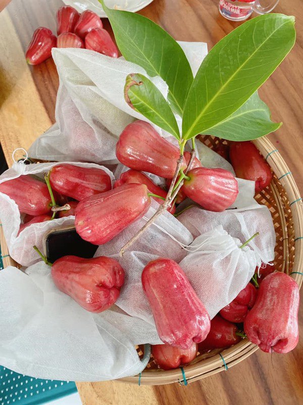 Chăm vườn mát tay, Lý Hải - Minh Hà thu hoạch quả đỏ mọng, xếp đầy 1 góc bàn - 5