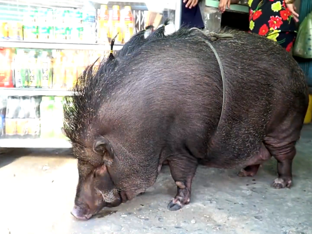 Cộng đồng mạng quốc tế phát sốt với chú lợn Việt Nam 200kg được nuôi làm thú cưng
