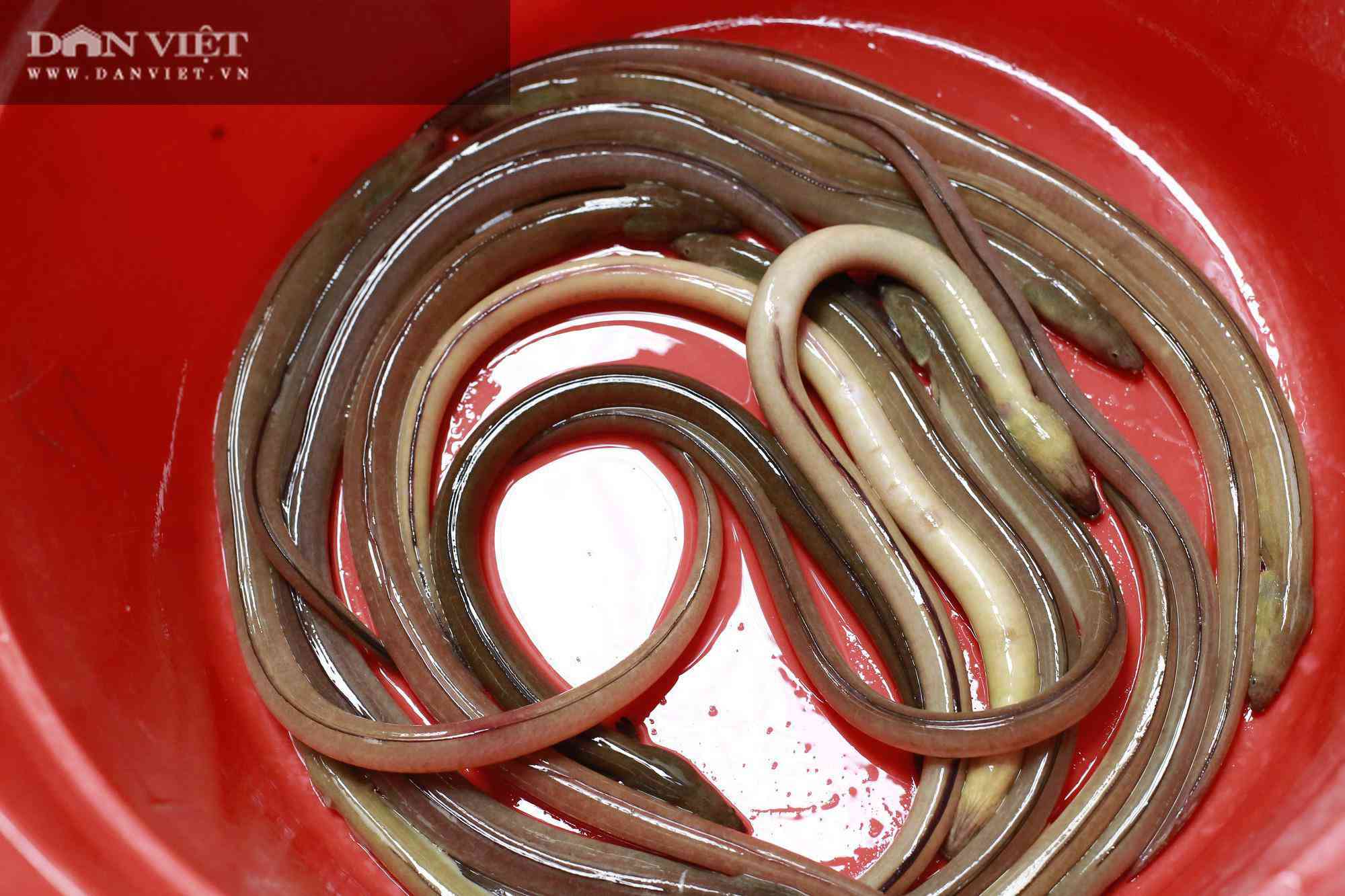 Tại sao rắn rất sợ lươn? Hóa ra lươn có 1 khả năng đặc biệt khiến rắn phải  tránh xa