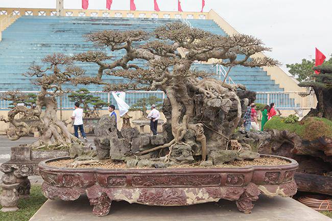 Những cây sanh thô ráp được amp;#34;hét giáamp;#34; tiền tỷ sau 10 năm tạo tác - 1