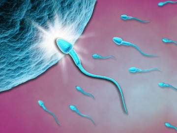 Tinh trùng sống được bao lâu trong tử cung để chờ trứng và thụ thai?