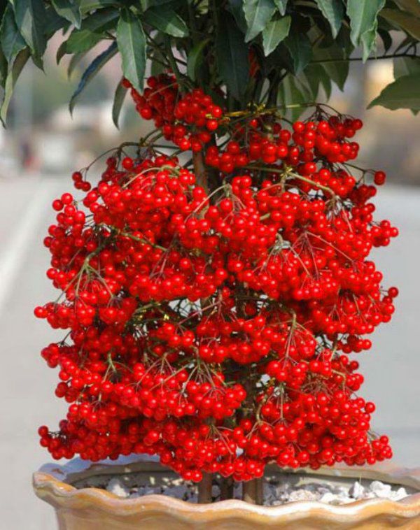 3 loại cây là “cỗ máy nở hoa” mùa đông, có màu đỏ rực như lửa, mang điềm lành - 1