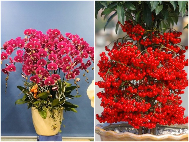 3 loại cây là cỗ máy nở hoa mùa đông, có màu đỏ rực như lửa, mang điềm lành
