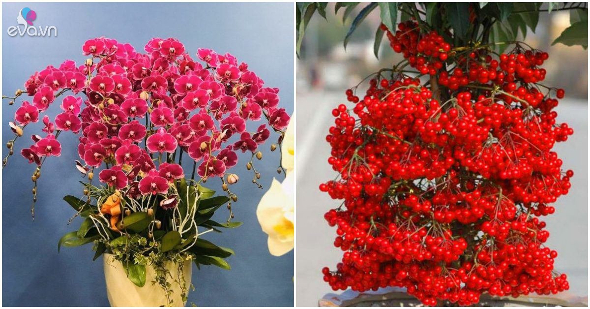 Read more about the article 3 loại cây là “cỗ máy nở hoa” mùa đông, có màu đỏ rực như lửa, mang điềm lành