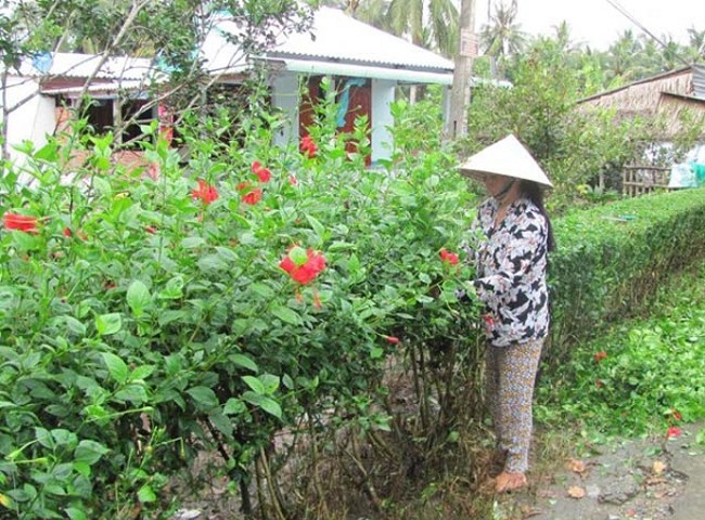 Loại cây làm hàng rào, ai cũng nghĩ không ăn được ngờ đâu là đặc sản ở thành phố 100.000đồng/kg Loại Cây Làm Hàng Rào, Ai Cũng Nghĩ Không Ăn Được Ngờ Đâu Là Đặc Sản Ở Thành Phố 100.000Đồng/Kg