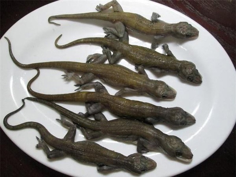 Đặc sản thằn lằn khô là một trong những món ăn độc đáo và hấp dẫn của Việt Nam. Nếu bạn yêu thích ẩm thực và muốn khám phá những món ăn độc đáo của đất nước, truy cập ngay vào hình ảnh đặc sản thằn lằn khô để tìm hiểu thêm về món ăn này.