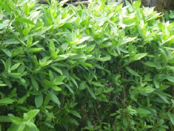 What are the uses of the Hàng rào cúc tần plant in Vietnam?